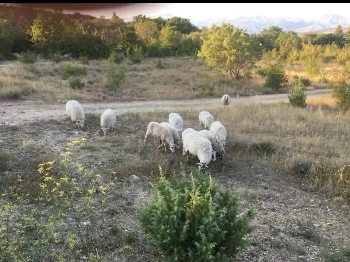 Apartmani Tanja Pridraga